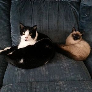 Meet your Posher, Shelly